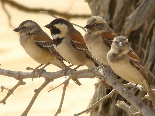 Superbes images d'oiseaux