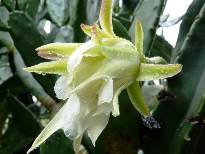 Fleurs de Cactus