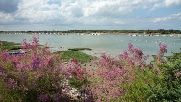 Plage de Basse Normandie (Calvados)