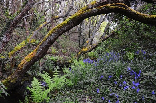 Sous bois au printemps