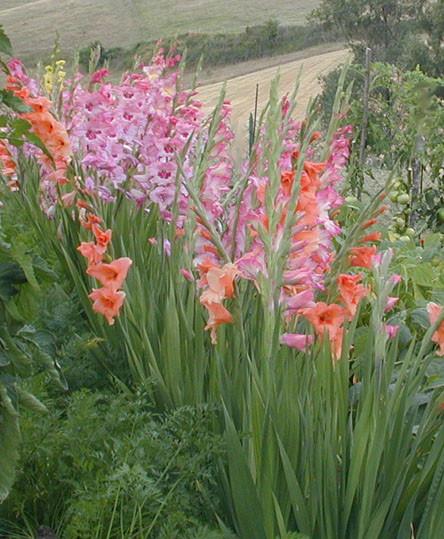 Paysages -Printemps -Eté