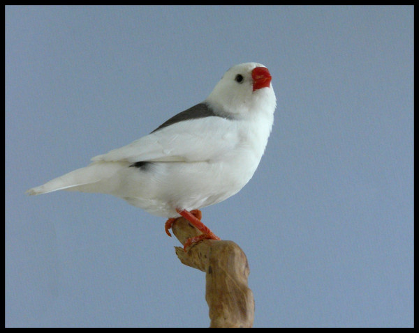 Superbes images d'oiseaux