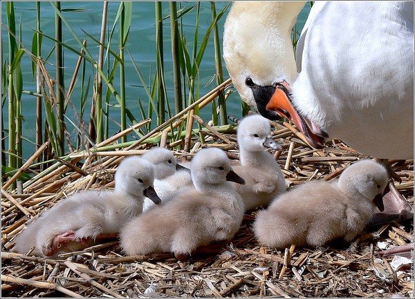 Superbes images d'oiseaux