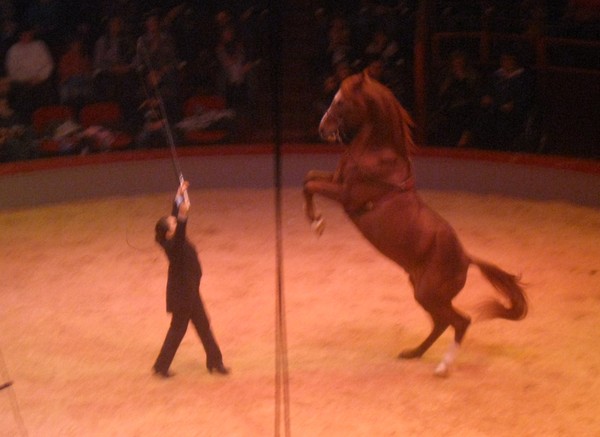 Amiens-Le cirque Arlette Gruss