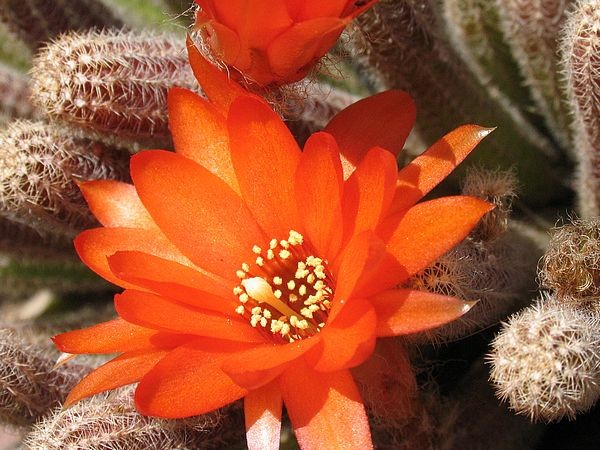 Fleurs de Cactus