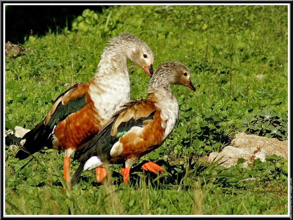 Superbes images d'oiseaux