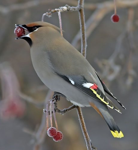 Superbes images d'oiseaux