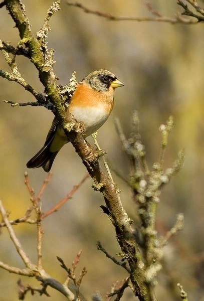 Superbes images d'oiseaux