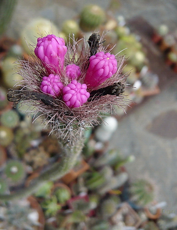 Fleurs de Cactus