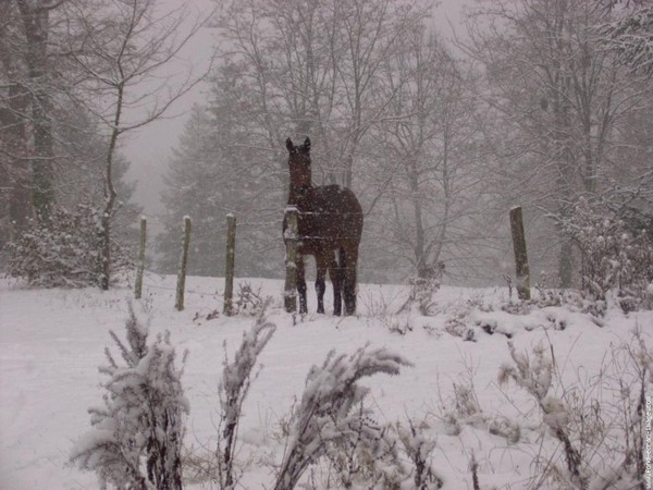 Paysages d'hiver