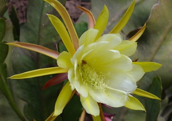 Fleurs de Cactus