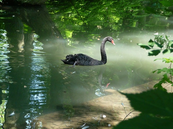 Zoo d'Amiens -2012