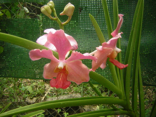 Fleurs d' Orchidées