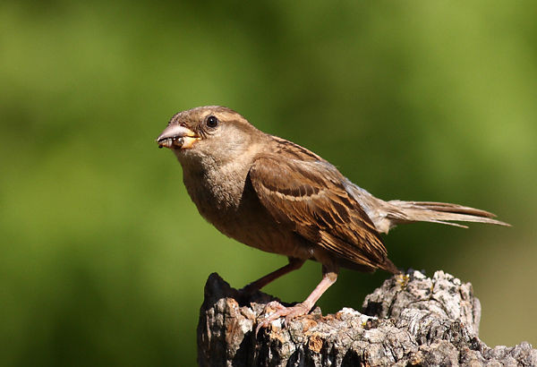 Superbes images d'oiseaux