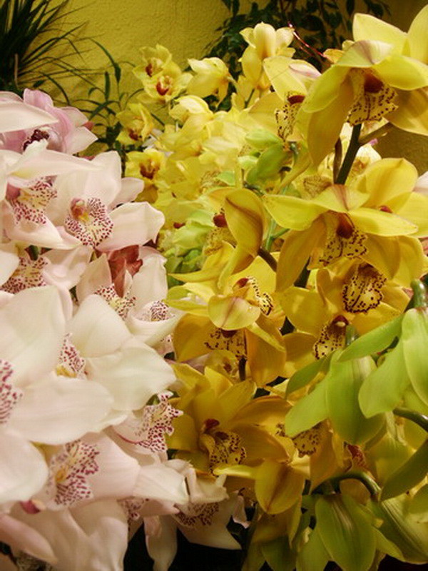 Fleurs d'Orchidées