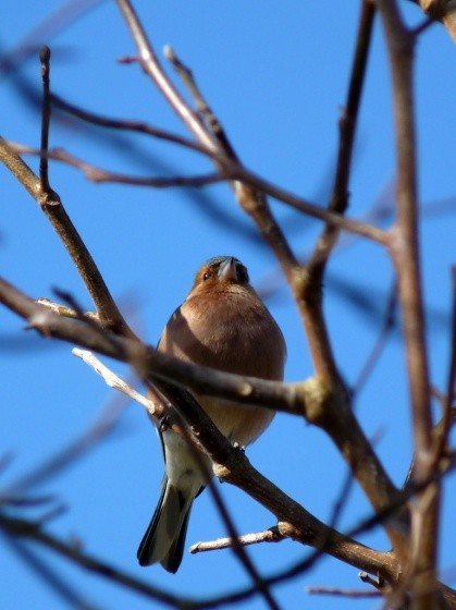 Superbes images d'oiseaux