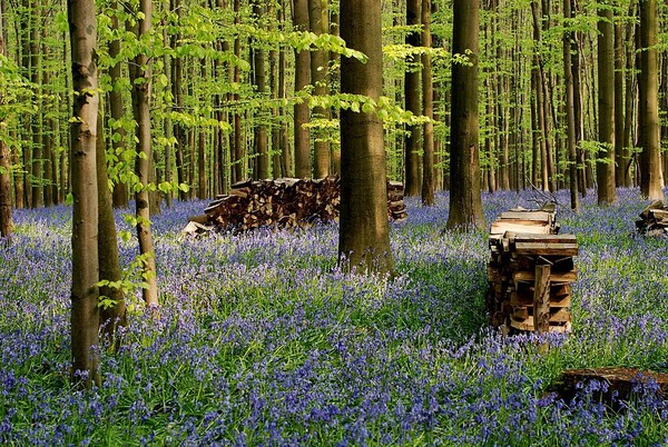 Sous bois au printemps