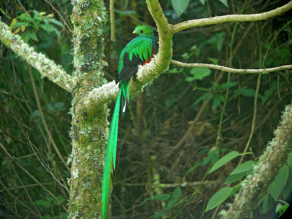 Superbes images d'oiseaux