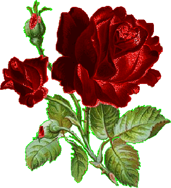 Rose  (gif)