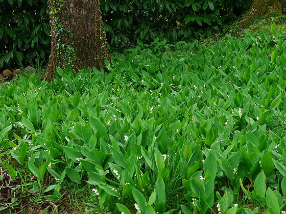 Sous bois au printemps