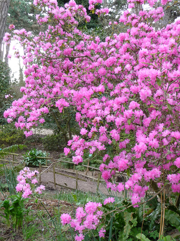 Parc   fleuri