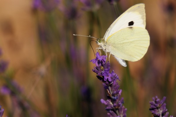 Superbes papillons