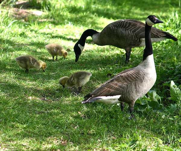 Belles familles