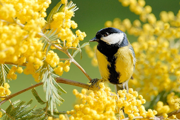 Superbes images d'oiseaux