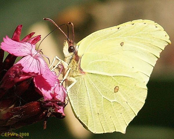 Superbes papillons