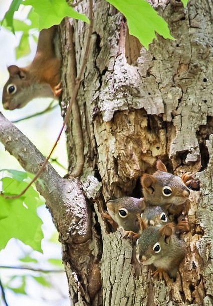 Belle famille