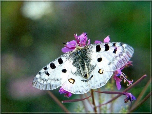 Superbes papillons