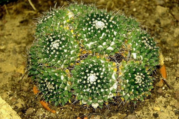 Fleurs de Cactus