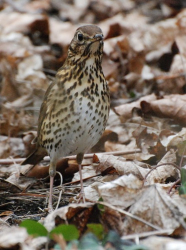 Superbes images d'oiseaux