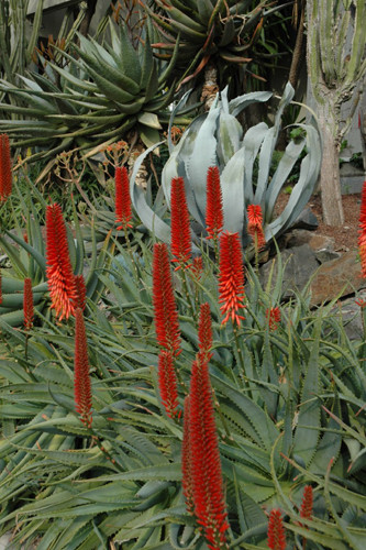 Fleurs de Cactus