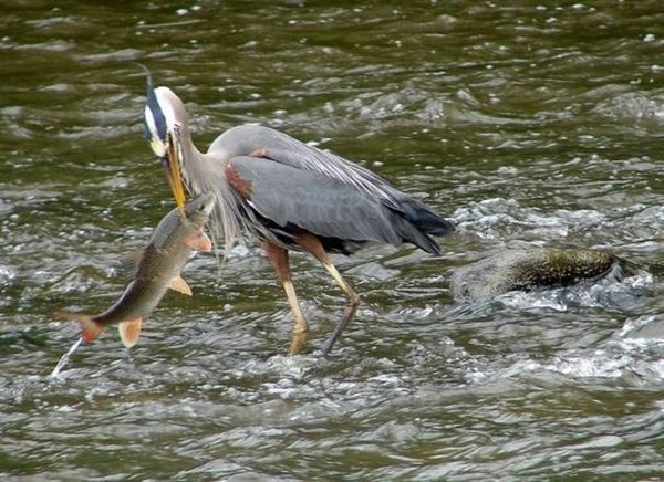 Superbe image d'oiseaux