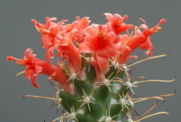 Fleurs de Cactus