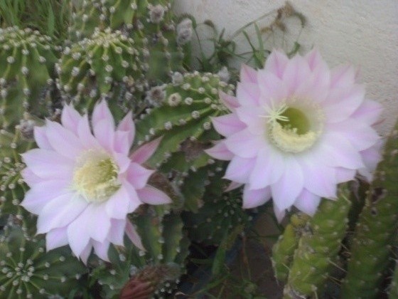 Fleurs de Cactus