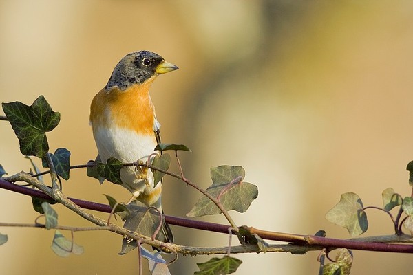 Superbes images d'oiseaux