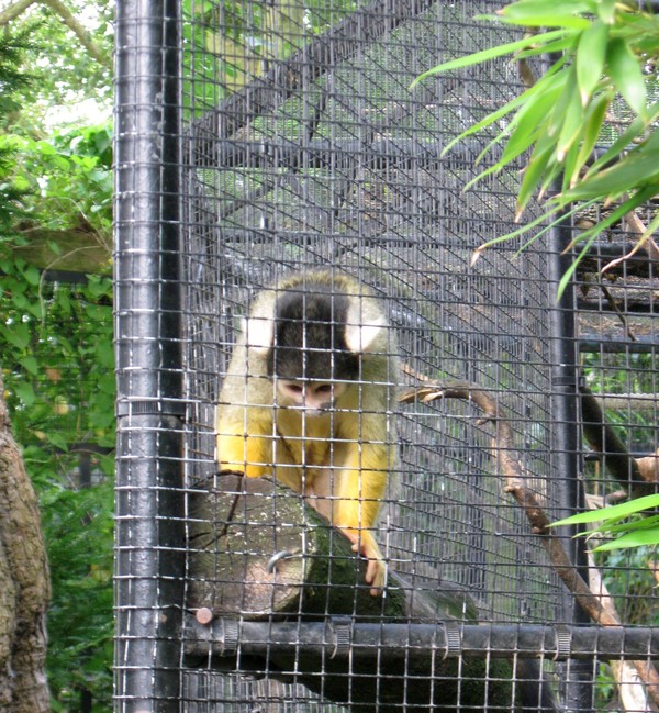 Zoo d'Amiens-2012