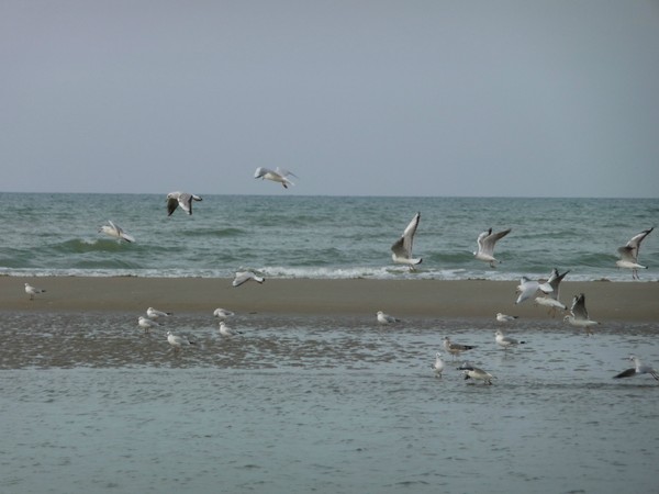 Plage du Nord -Pas de Calais