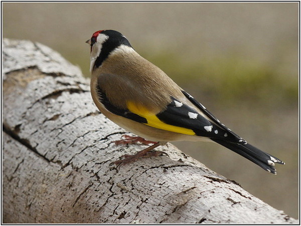 Superbes images d'oiseaux