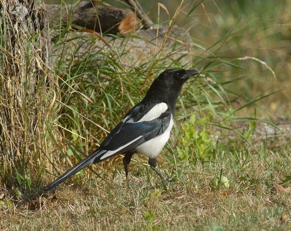 Superbes images d'oiseaux