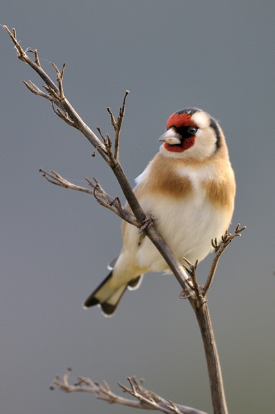 Superbes images d'oiseaux