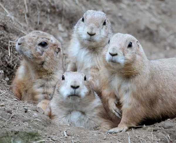 Belle famille