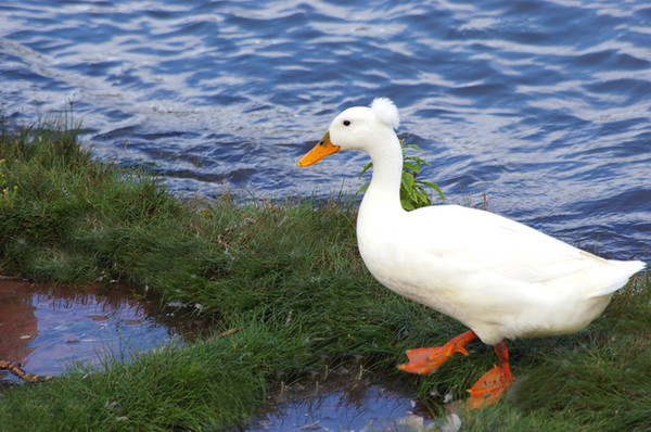 Superbes images d'oiseaux