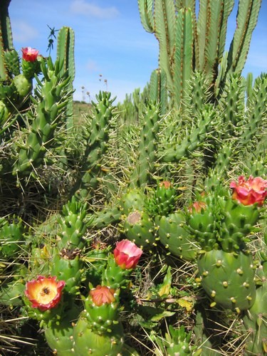 Fleurs de Cactus