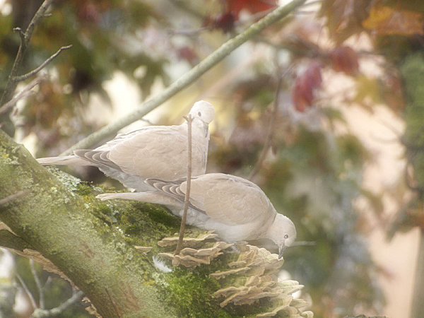 Superbes images d'oiseaux