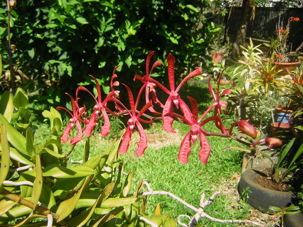 Fleurs d'Orchidées