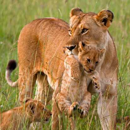 Belles familles