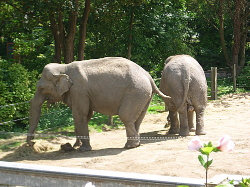 Zoo d'Amiens -2012